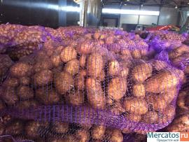 Картофель оптом урожай 2018 года от производителя