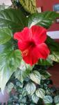 Дерево (Hibiscus flower) высотой 2 м