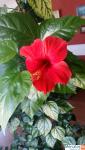 Дерево (Hibiscus flower) высотой 2 м