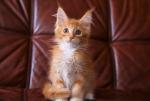 Котята мейн-кун