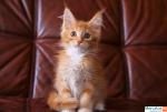 Котята мейн-кун