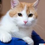 Даром котик Лучик