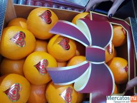 Предлагаем оптовые поставки апельсинов