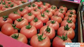 Предлагаем оптовые поставки томатов
