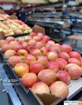 Оптовая продажа яблок разных сортов и калибров