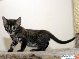 Саванна - шикарные котята, эксклюзивного угольного окраса 2