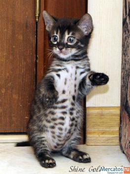 Саванна - шикарные котята, эксклюзивного угольного окраса 4